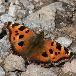 Nymphalis xanthomelas - Babôčka vŕbová 20-39-32