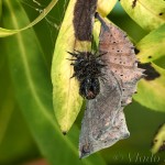 Nymphalis xanthomelas - Babôčka vŕbová 23-31-21