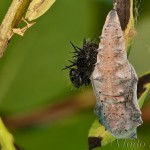 Nymphalis xanthomelas - Babôčka vŕbová 23-37-06