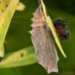 Nymphalis xanthomelas - Babôčka vŕbová 23-38-44