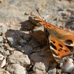 Nymphalis xanthomelas - Babôčka vŕbová IMG_2018-2020