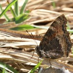 Nymphalis xanthomelas - Babôčka vŕbová IMG_3598