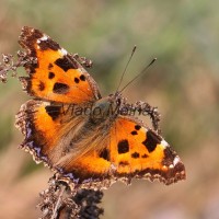 Nymphalis xanthomelas - Babôčka vŕbová IMG_3656