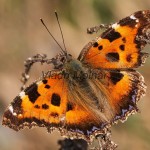 Nymphalis xanthomelas - Babôčka vŕbová IMG_3662