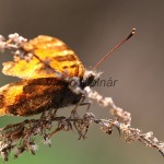 Nymphalis xanthomelas - Babôčka vŕbová IMG_3669