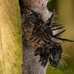Nymphalis xanthomelas - Babôčka vŕbová exuvia 07-30-09