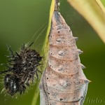 Nymphalis xanthomelas - Babôčka vŕbová exuvia 07-34-18