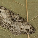 Paradarisa consonaria - Kôrovka lipová 213346