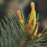 Pinus sp.- Borovica 165236