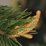 Pinus sp.- Borovica 171824