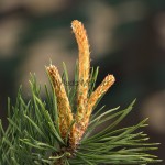 Pinus sp.- Borovica 172551