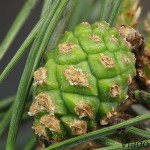 Pinus sp.- Borovica 194111