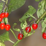 Solanum dulcamara - Ľuľok sladkohorký 14-01-05