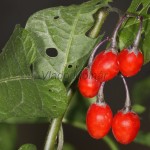 Solanum dulcamara - Ľuľok sladkohorký 14-02-19