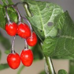 Solanum dulcamara - Ľuľok sladkohorký 14-04-36