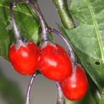 Solanum dulcamara - Ľuľok sladkohorký 14-04-36M