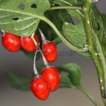 Solanum dulcamara - Ľuľok sladkohorký 14-06-51