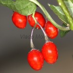 Solanum dulcamara - Ľuľok sladkohorký 14-08-47