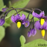 Solanum dulcamara - Ľuľok sladkohorký 205523