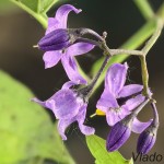 Solanum dulcamara - Ľuľok sladkohorký 210158