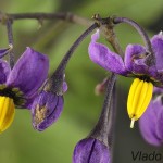 Solanum dulcamara - Ľuľok sladkohorký 210525