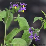 Solanum dulcamara - Ľuľok sladkohorký 212325