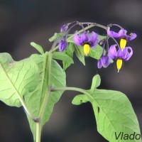 Solanum dulcamara - Ľuľok sladkohorký 213218