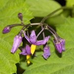 Solanum dulcamara - Ľuľok sladkohorký IMG_0799