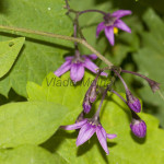 Solanum dulcamara - Ľuľok sladkohorký IMG_0800