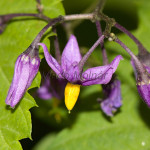 Solanum dulcamara - Ľuľok sladkohorký IMG_0801