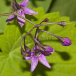 Solanum dulcamara - Ľuľok sladkohorký IMG_0803