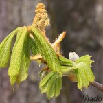 Aesculus hippocastanum L. - Pagaštan konský IMG_4678