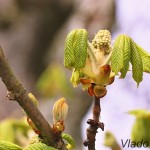 Aesculus hippocastanum L. - Pagaštan konský IMG_4680