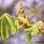 Aesculus hippocastanum L. - Pagaštan konský IMG_4681