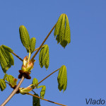 Aesculus hippocastanum L. - Pagaštan konský IMG_5978