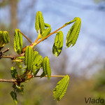 Aesculus hippocastanum L. - Pagaštan konský IMG_5979