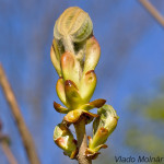 Aesculus hippocastanum L. - Pagaštan konský IMG_5981