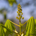 Aesculus hippocastanum L. - Pagaštan konský IMG_5990