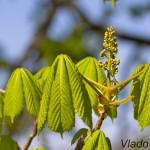 Aesculus hippocastanum L. - Pagaštan konský IMG_5992