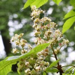 Aesculus hippocastanum - Pagaštan konský 123929