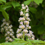 Aesculus hippocastanum - Pagaštan konský IMG_7417