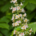 Sapindaceae