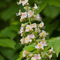 Aesculus hippocastanum - Pagaštan konský IMG_7418