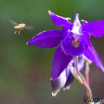 Aquilegia vulgaris - Orlíček obyčajný IMG_0310