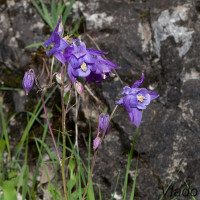 Aquilegia vulgaris - Orlíček obyčajný IMG_1100