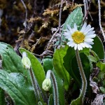 Bellidiastrum Michelli – Stokráska Micheliho 23-18-23