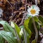 Bellidiastrum Michelli – Stokráska Micheliho 23-19-18