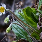 Bellidiastrum Michelli – Stokráska Micheliho 23-22-31