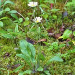 Bellidiastrum michelii  - Stokráska Micheliho 124924