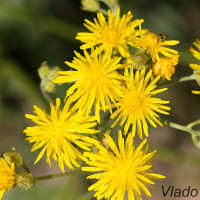 Crepis biennis - Škarda dvojročná IMG_0765